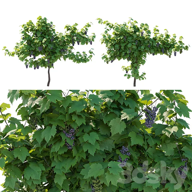 Vines grapes fruits 3D Model