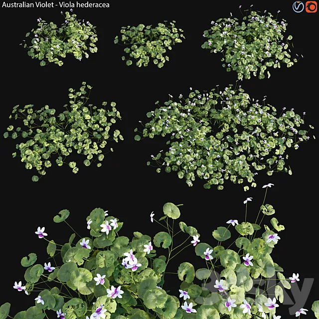 Viola hederacea -Australian Native Violet – 01 3D Model
