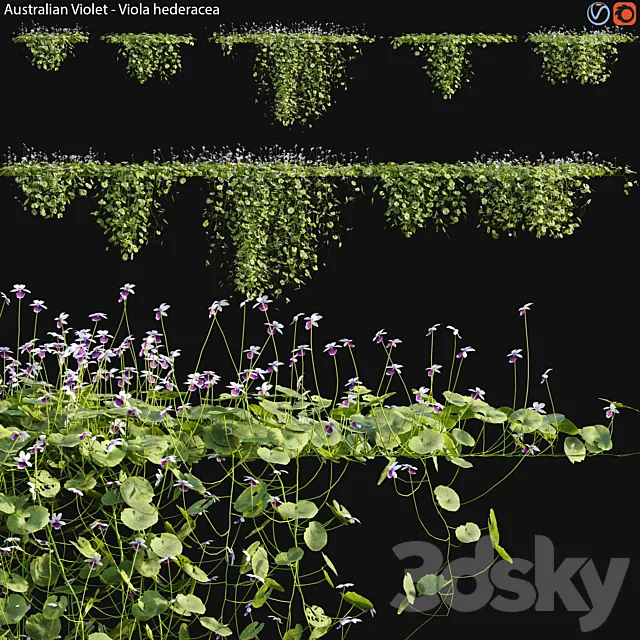 Viola hederacea -Australian Native Violet – 02 3D Model