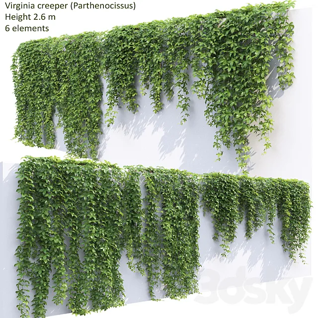 Virginia creeper 3D Model