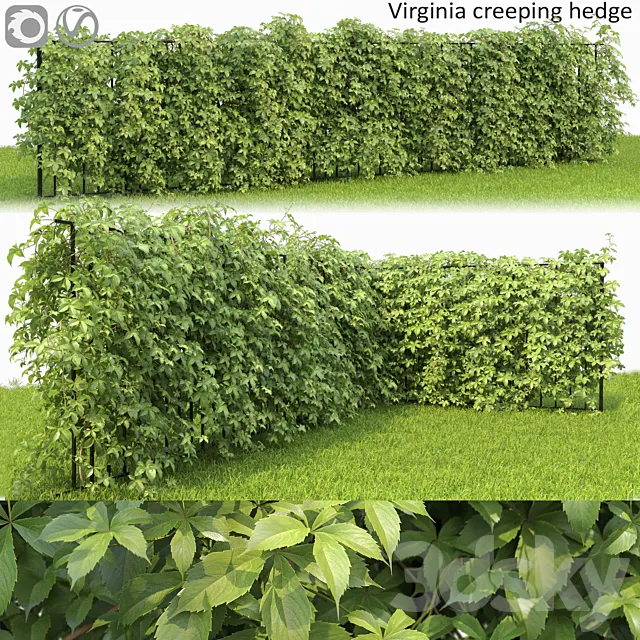 VIRGINIA creeper 3D Model VIRGINIA creeper 3D Model