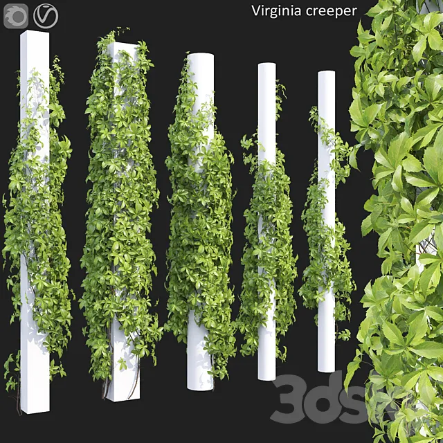 Virginia creeper 3D Model Virginia creeper 3D Model