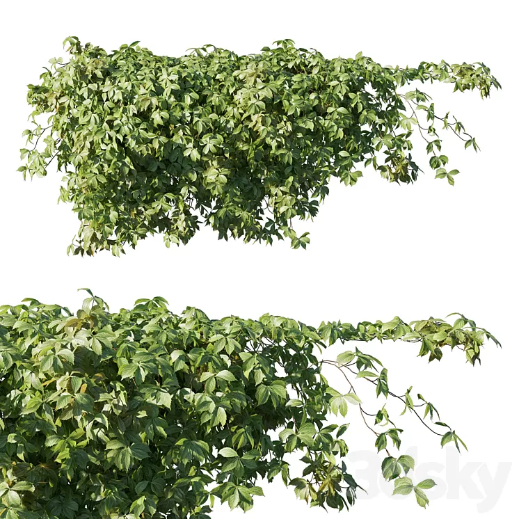 Virginia creeper 3D Model Virginia creeper 3D Model