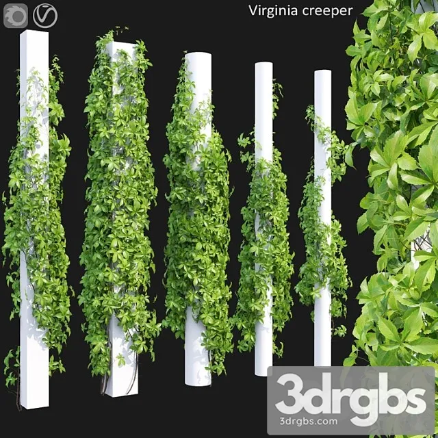 Virginia Creeper 5 3D Model Download