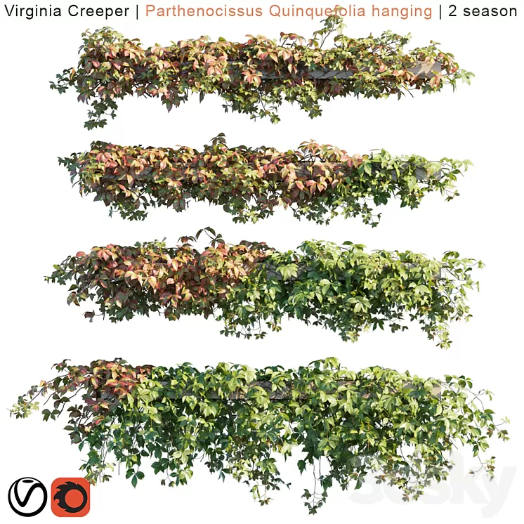 Virginia Creeper | Parthenocissus Quinquefolia hanging | 2 season 3D Model