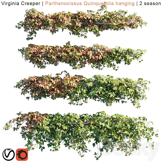 Virginia Creeper | Parthenocissus Quinquefolia hanging | 2 season 3DModel Virginia Creeper | Parthenocissus Quinquefolia hanging | 2 season 3DModel