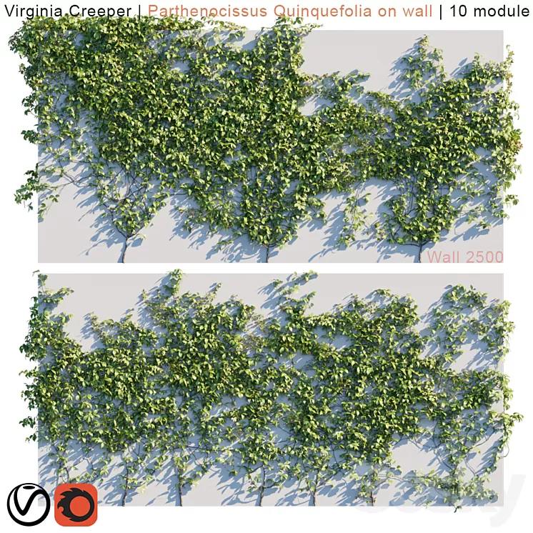 Virginia Creeper | Parthenocissus Quinquefolia on wall  3D Model