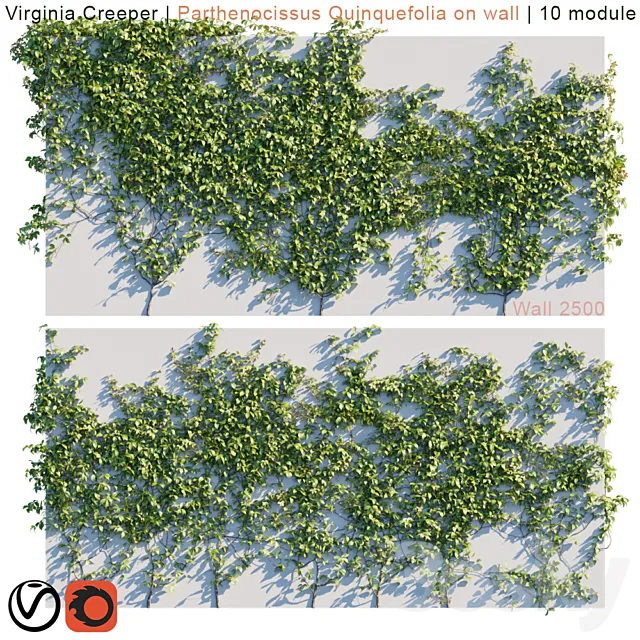 Virginia Creeper | Parthenocissus Quinquefolia on wall 3DModel Virginia Creeper | Parthenocissus Quinquefolia on wall 3DModel
