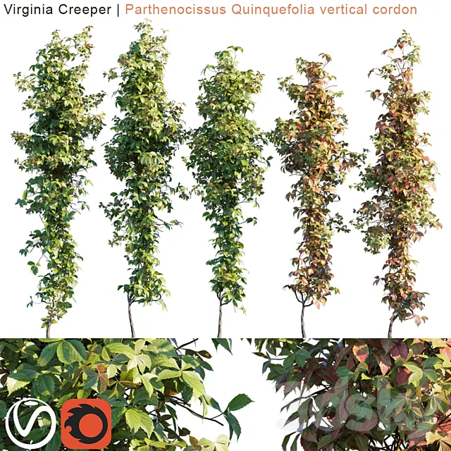 Virginia Creeper vertical cordon 3D Model Virginia Creeper vertical cordon 3D Model