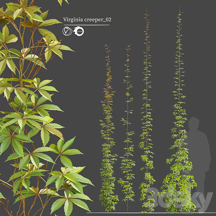 virginia creeper_02 3D Model Free Download