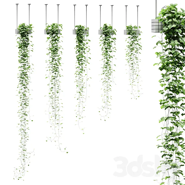 Viun in hanging pots. 5 models 3D Model Viun in hanging pots. 5 models 3D Model