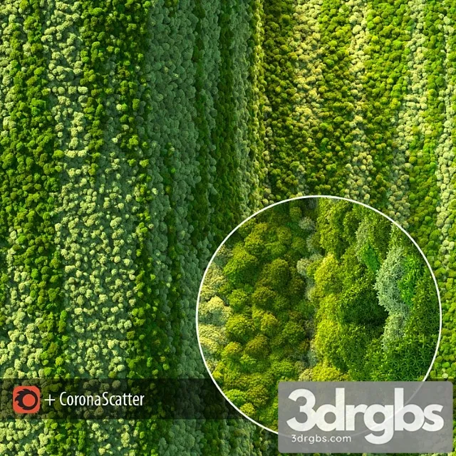 Wall from moss Wall from moss