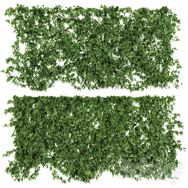 Wall of ivy leaves v2 3DModel