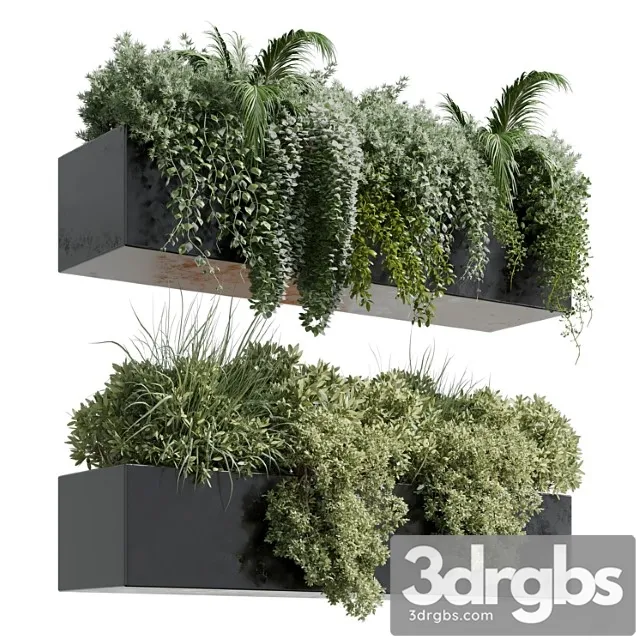 Wall plant – hanging plants collection indoor plant 219 Wall plant – hanging plants collection indoor plant 219