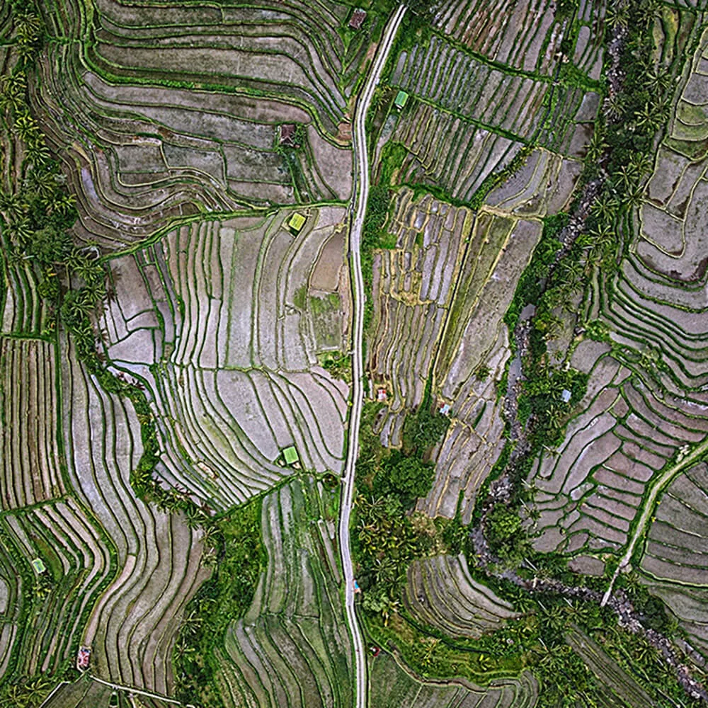 Wall Street – Wallpaper Bird See 3D Model Wall Street – Wallpaper Bird See 3D Model