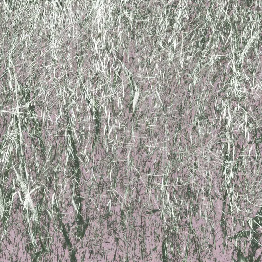 WallPepper – Wallpaper Branches 3D Model