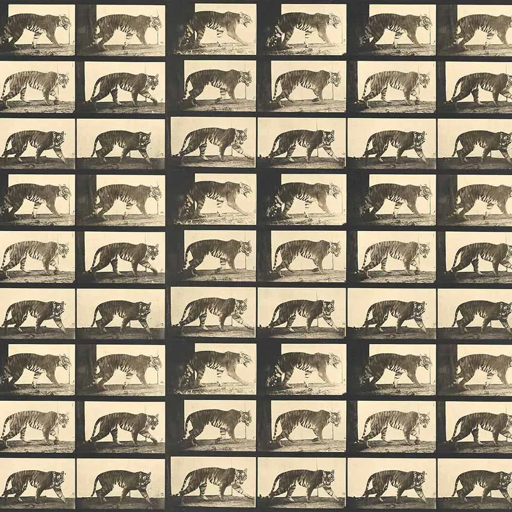 WallPepper – Wallpaper Tiger Walking 3D Model