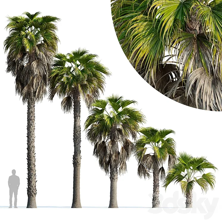 Washingtonia robusta palm (Washingtonia robusta palm) 3D Model Free Download
