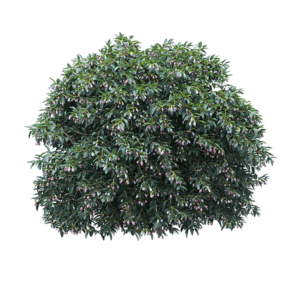 WasserKRAFT – Vaccinium ovatum 2 3D Model