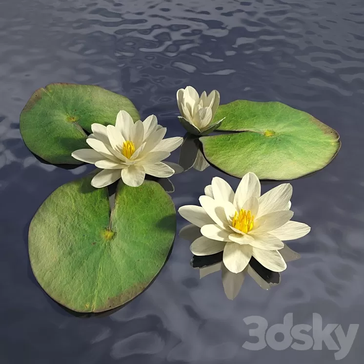 Water lily 3D Model Water lily 3D Model
