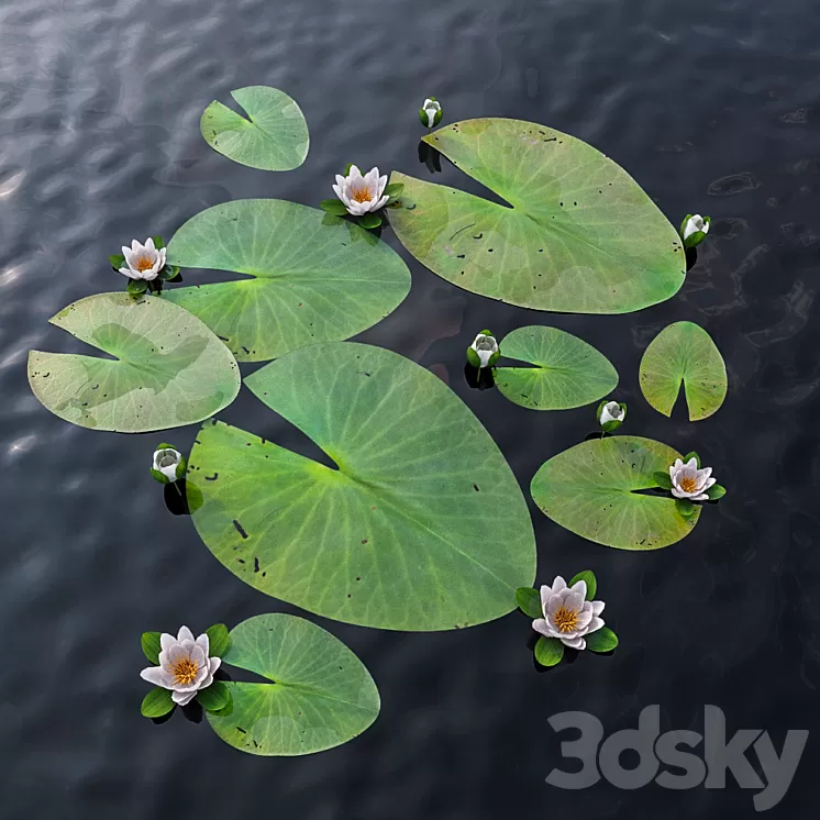 Water Lily 3D Model Water Lily 3D Model