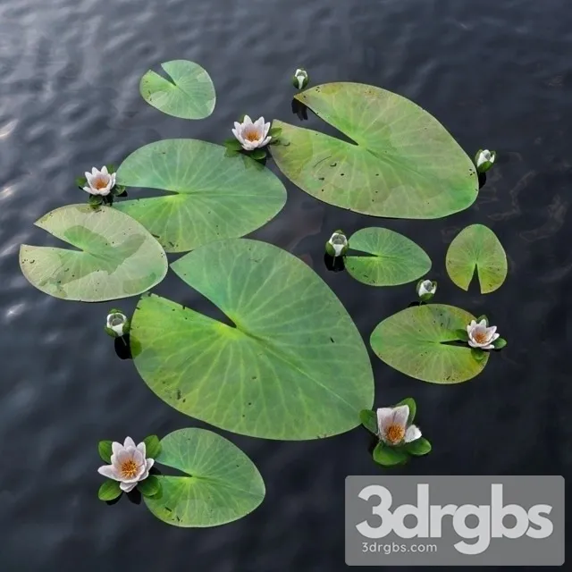 Water Lily 3D Model Download