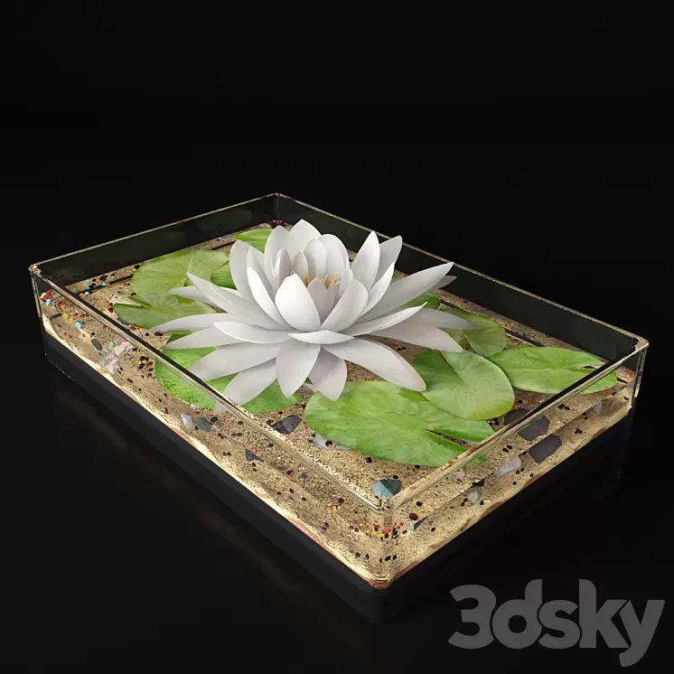 Water lily 3D Model Water lily 3D Model