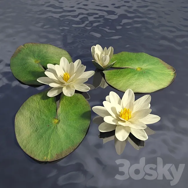 Water lily 3DModel Water lily 3DModel