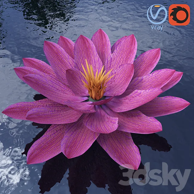 Water lily – Water lily 3D Model Water lily – Water lily 3D Model