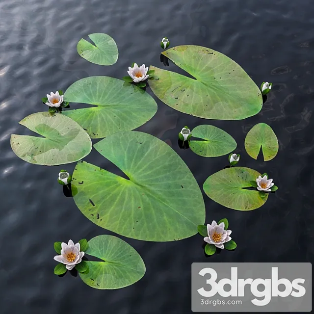 Water lily Water lily