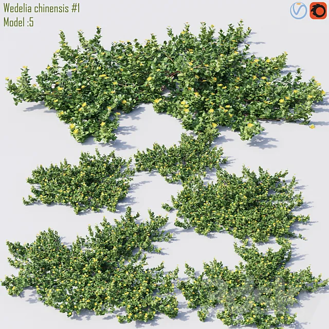 Wedelia chinensis # 1 3D Model Wedelia chinensis # 1 3D Model