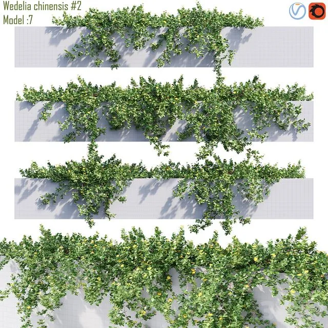 Wedelia Chinensis 2 3D Model Wedelia Chinensis 2 3D Model