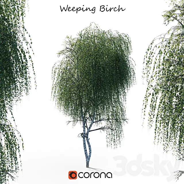 weeping Birch 3D Model weeping Birch 3D Model
