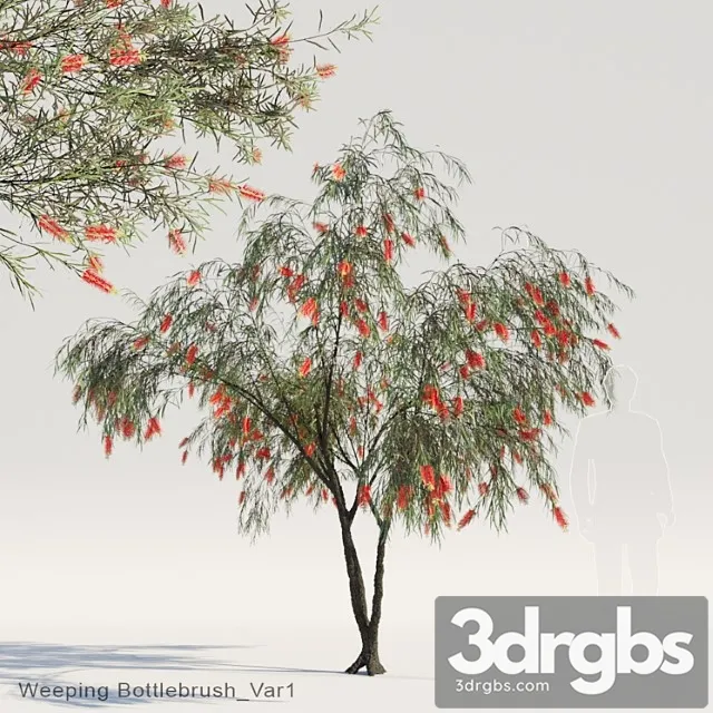 Weeping bottlebrush var1