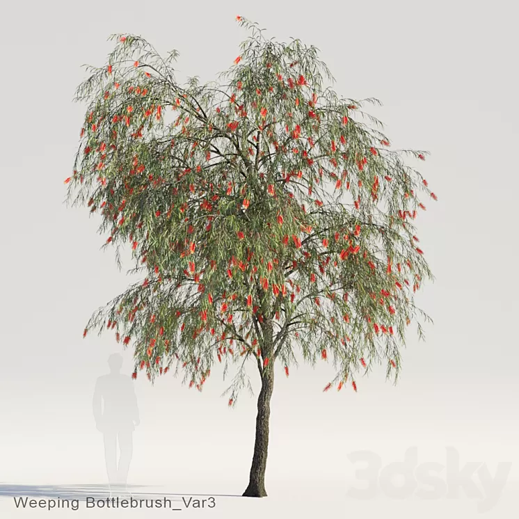 Weeping Bottlebrush Var3 3D Model
