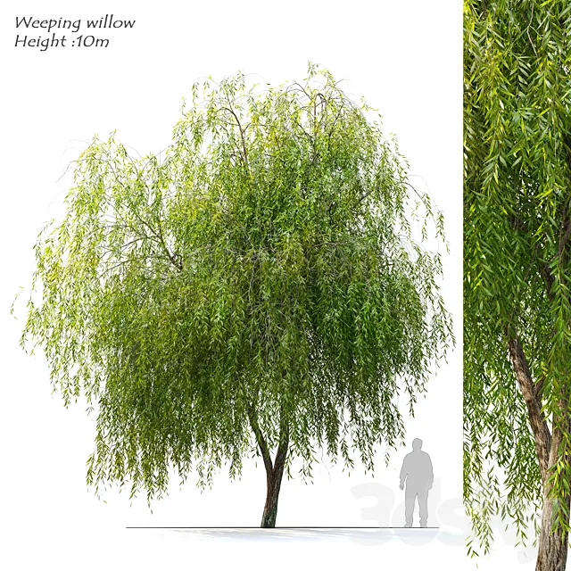 Weeping Willow 2 3D Model