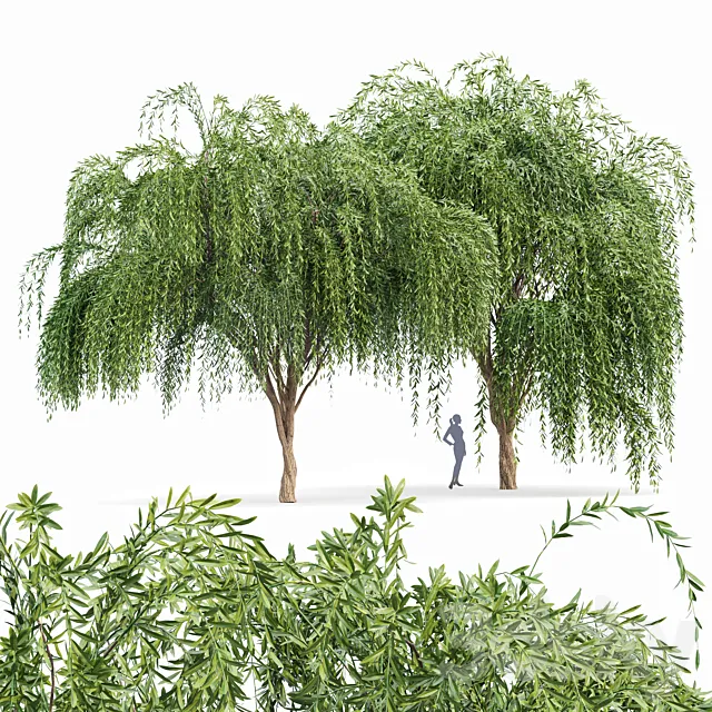 Weeping willow 2trees 3D Model