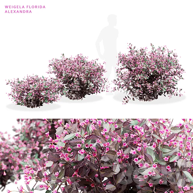 Weigela blooming 3 bush | Weigela florida Alexandra 3D Model