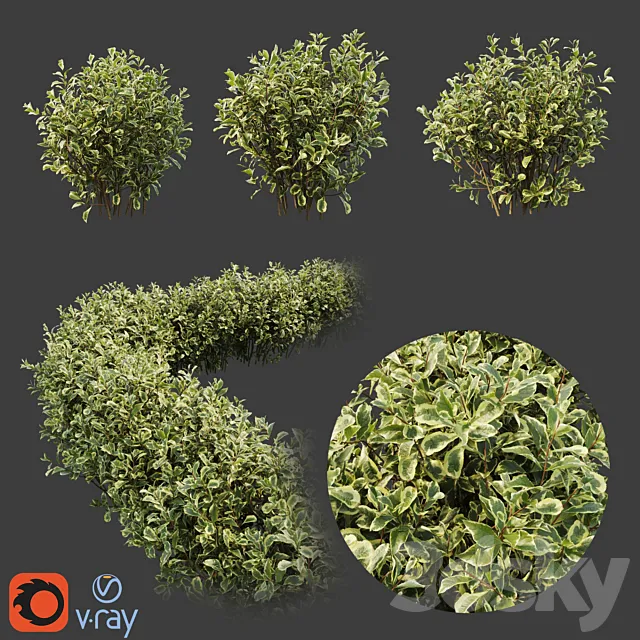 Weigela florida 3D Model