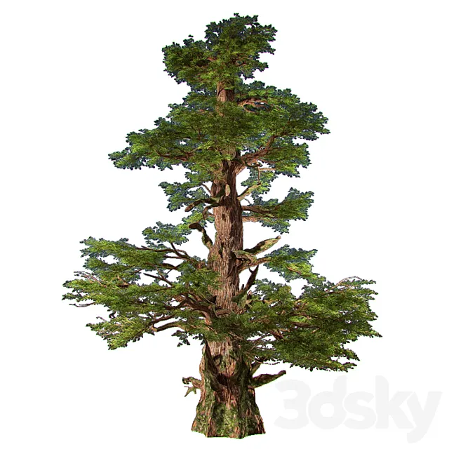 Western Pines (2 trees inside) 3D Model Western Pines (2 trees inside) 3D Model