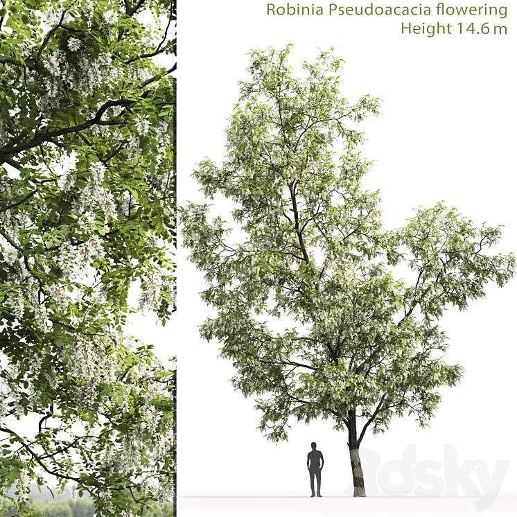 White Acacia | Robinia Pseudoacacia # 3 (14.6m) 3D Model