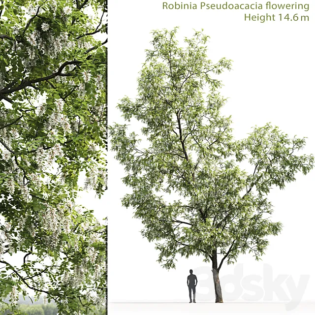 White Acacia | Robinia Pseudoacacia # 3 (14.6m) 3DModel White Acacia | Robinia Pseudoacacia # 3 (14.6m) 3DModel