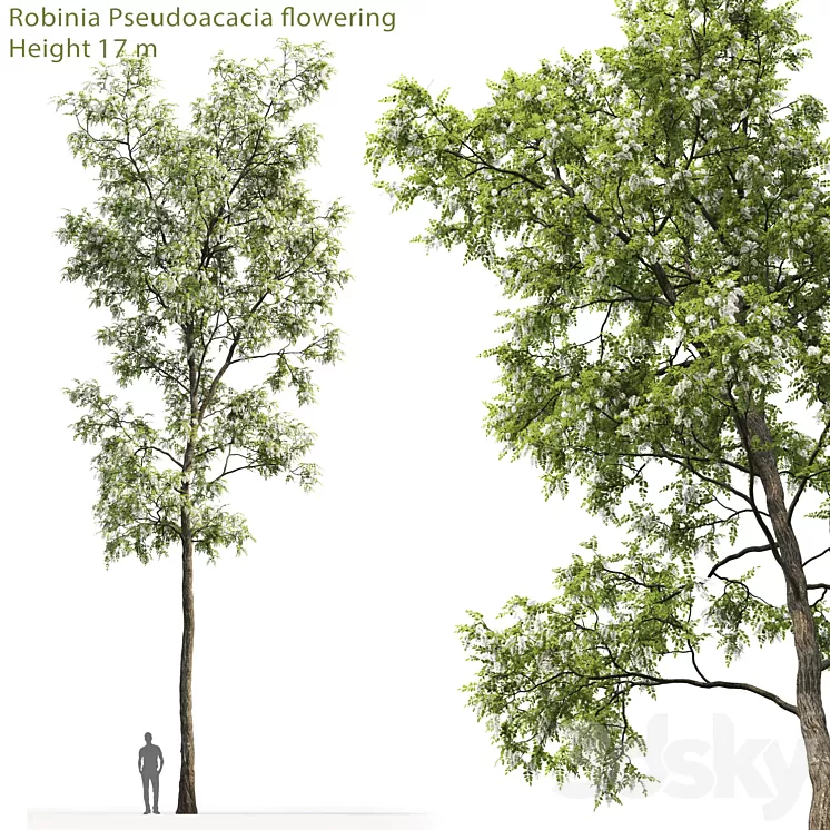 White Acacia | Robinia Pseudoacacia # 4 (17m) 3D Model