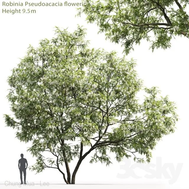 White Acacia Robinia Pseudoacacia # 5 (9.5m) 3D Model White Acacia Robinia Pseudoacacia # 5 (9.5m) 3D Model