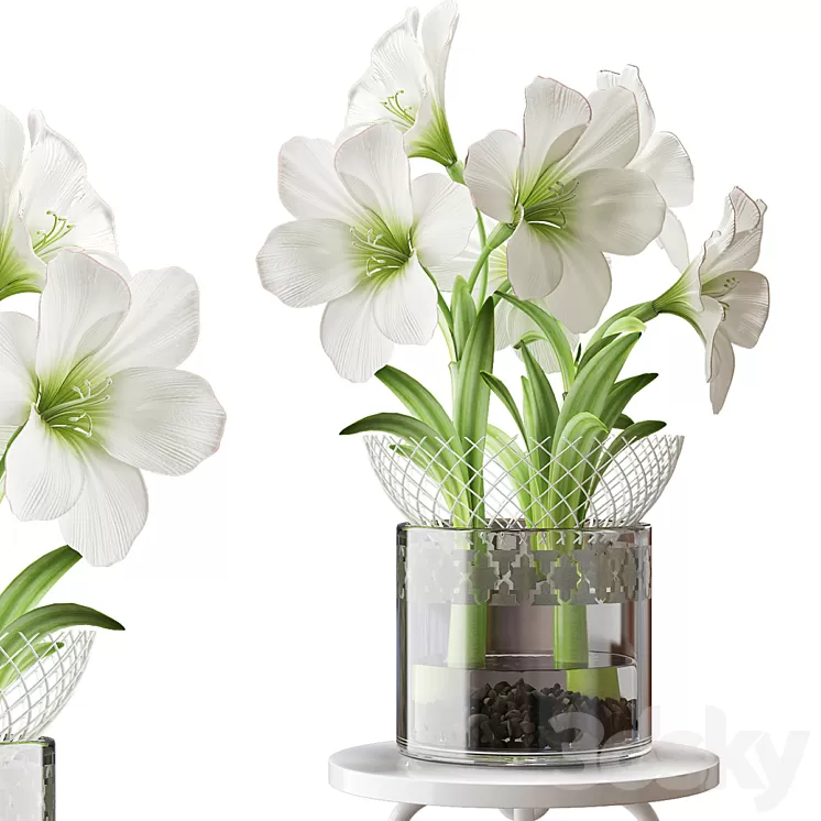 WHITE AMARYLLIS 3D Model