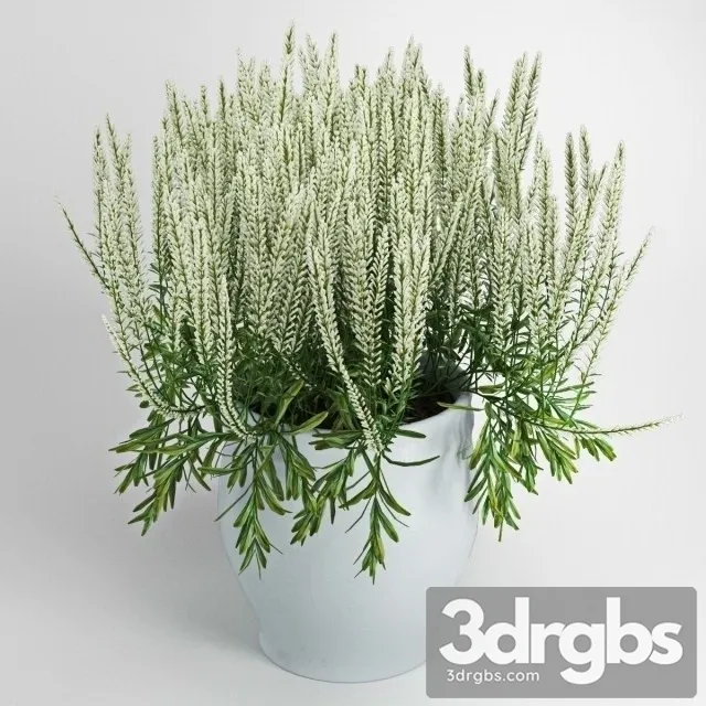 White Chi Calluna 3D Model Download White Chi Calluna 3D Model Download