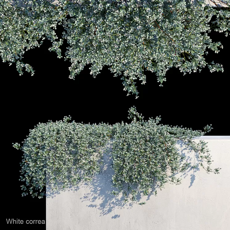 White correa creeper 3D Model White correa creeper 3D Model
