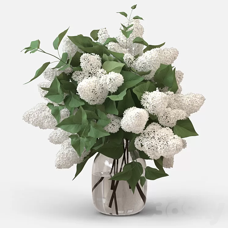 White Lilac 3D Model White Lilac 3D Model