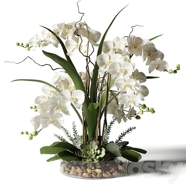 White orchids in a glass vase with stones 3DModel