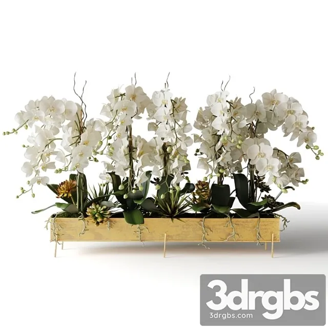 White orchids in a long metal pot White orchids in a long metal pot